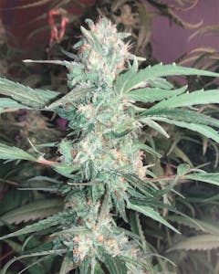 User uploaded image of Bubba OG