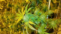 User uploaded image of Bubba OG