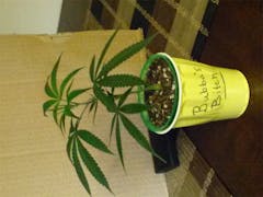 User uploaded image of Bubba's Bitch