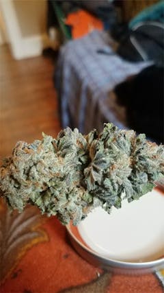 User uploaded image of Bubba's Gift