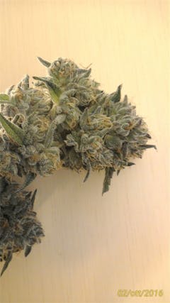 User uploaded image of Bubba's Gift