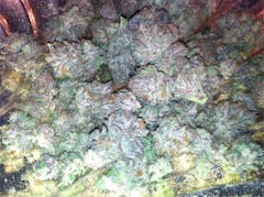 User uploaded image of Bubba's Gift