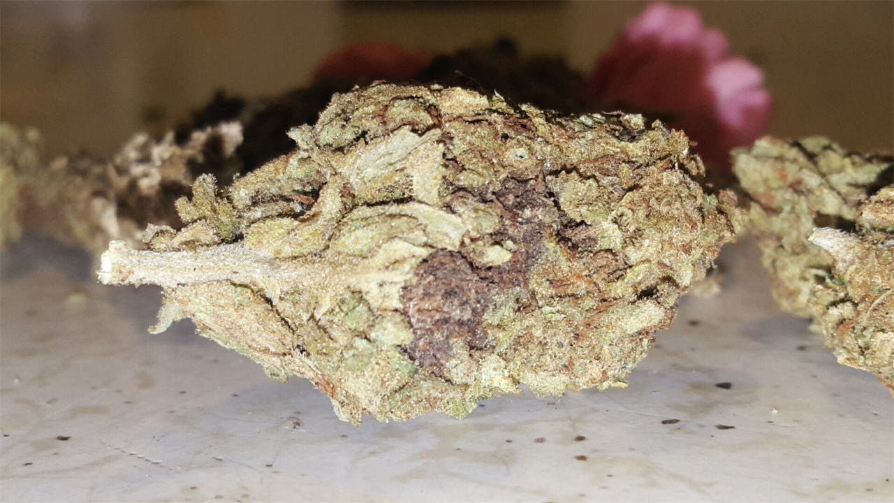 Photos of Bubble Gum Weed Strain Buds Leafly