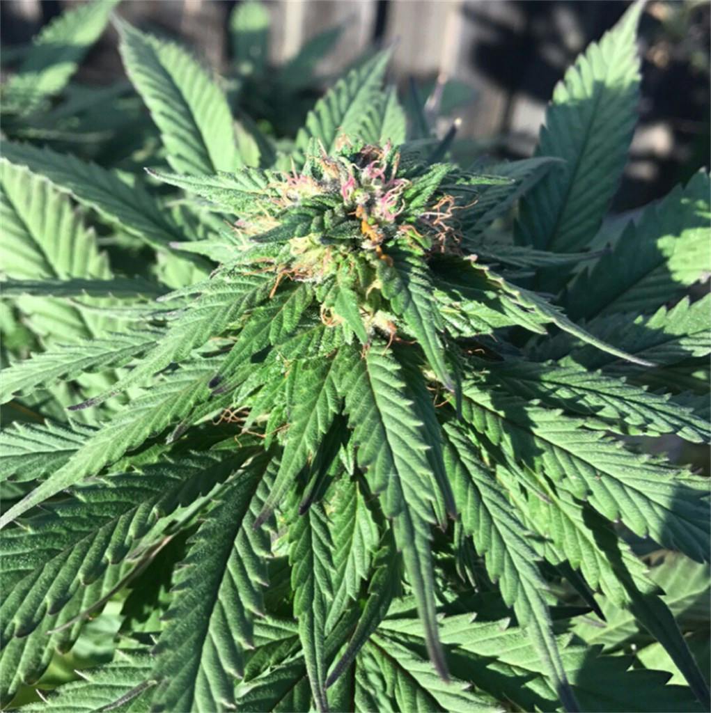 Photos of Bubble Gum Weed Strain Buds Leafly