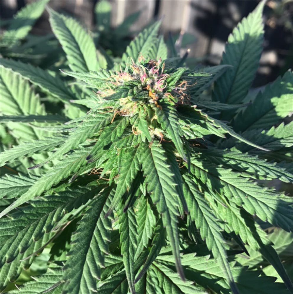 Photos of Bubble Gum Weed Strain Buds Leafly