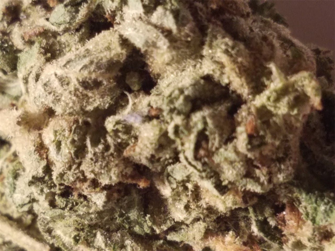Photos of Bubble Gum Weed Strain Buds Leafly