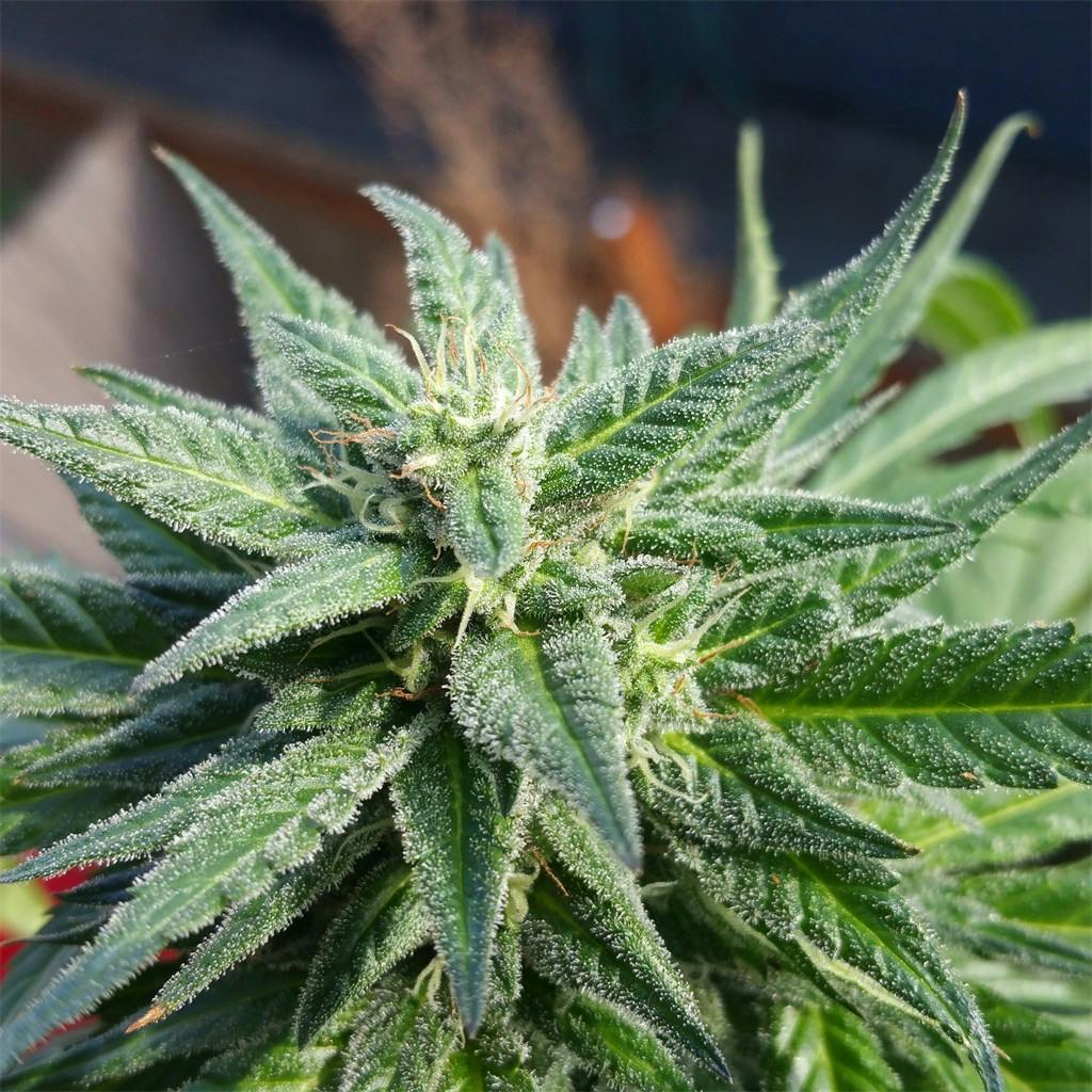 Photos of Bubble Gum Weed Strain Buds Leafly