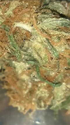 User uploaded image of Bubble Gum