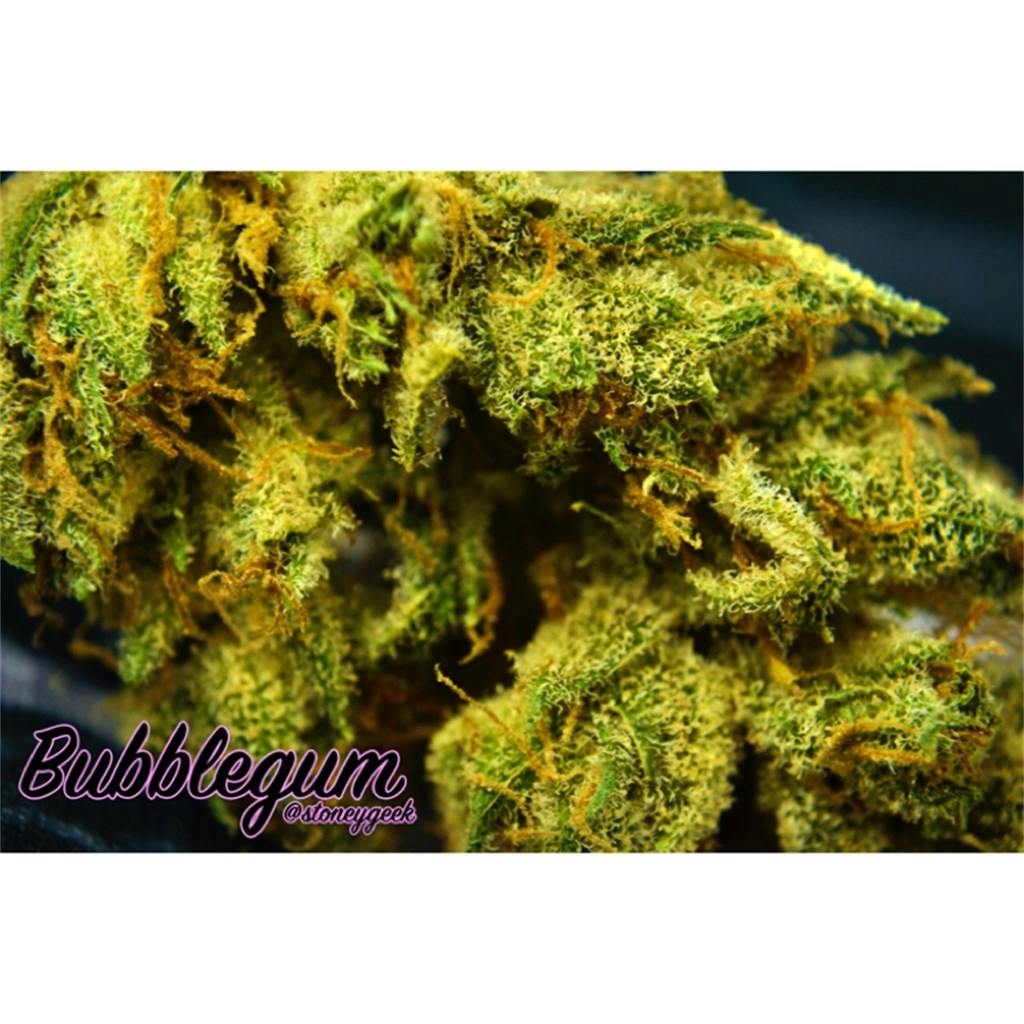 Photos of Bubble Gum Weed Strain Buds Leafly