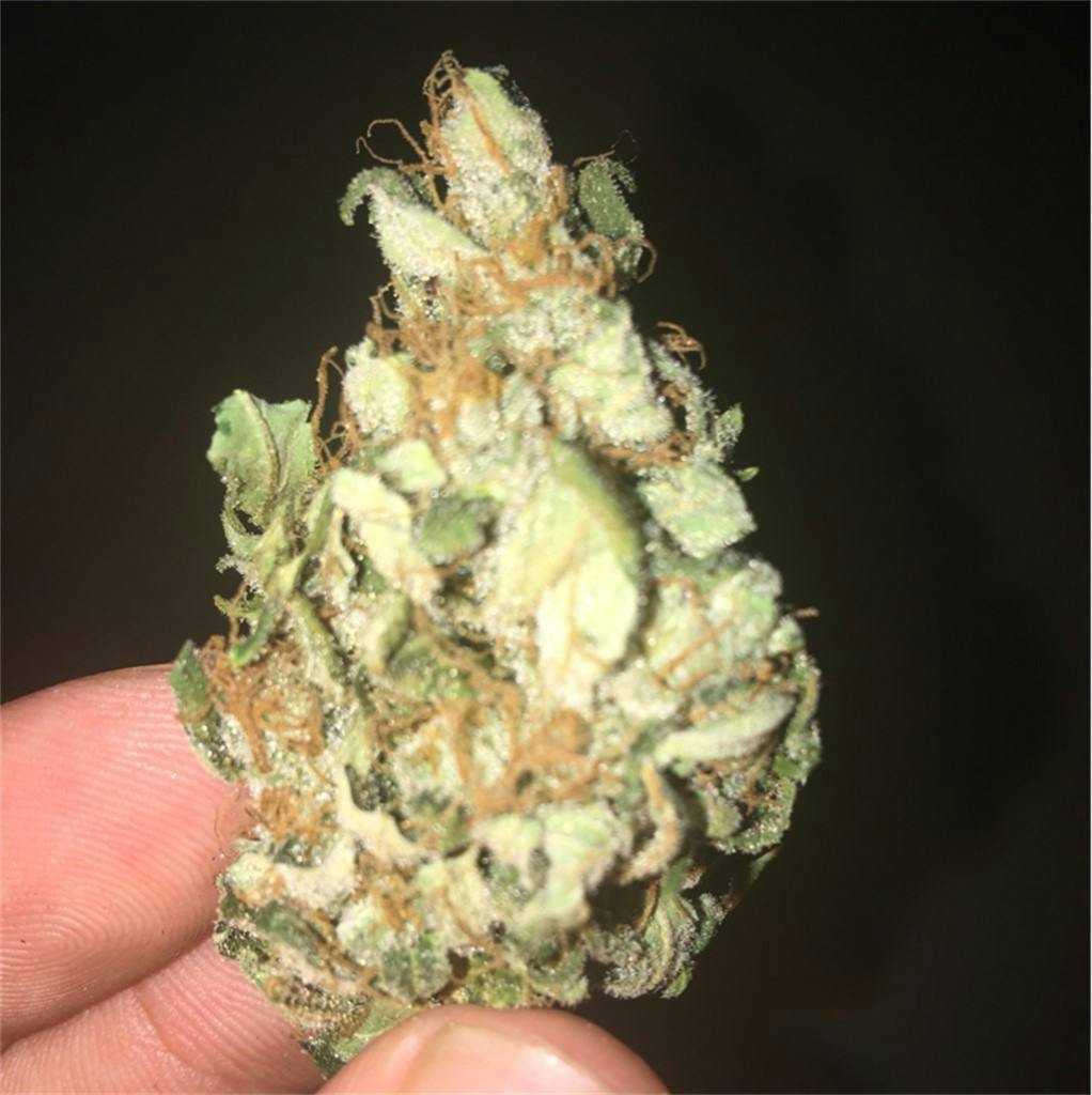Photos of Bubble Gum Weed Strain Buds Leafly