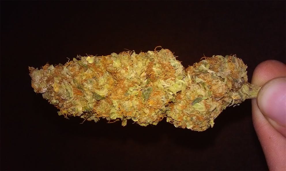 Photos of Bubble Gum Weed Strain Buds Leafly