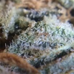 User uploaded image of Bubblegum Kush