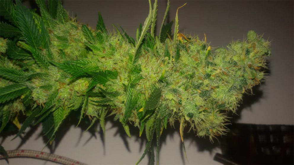 Photos of Bubblegum Kush Weed Strain Buds Leafly