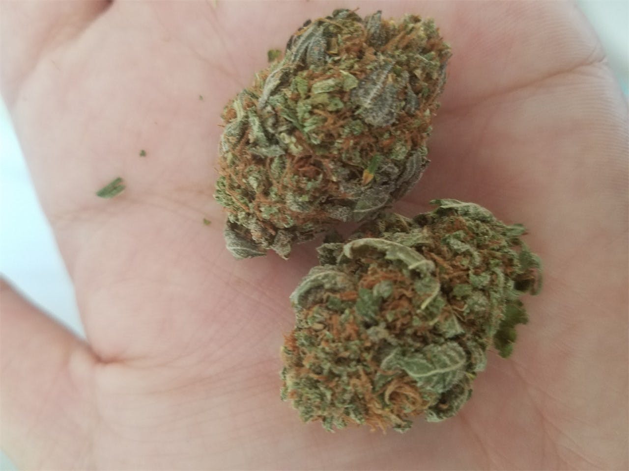 Photos of Bubblegum Kush Weed Strain Buds Leafly