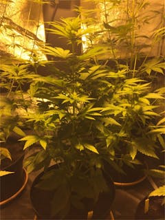 User uploaded image of Bubblegun