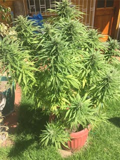 User uploaded image of Bubblegun