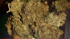 User uploaded image of Bubblegun