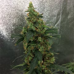 User uploaded image of Bubbalicious