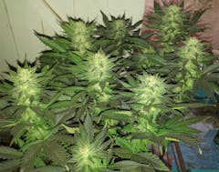 User uploaded image of Bubbalicious