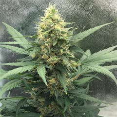 User uploaded image of Bubbalicious