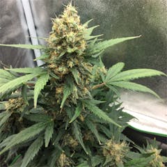 User uploaded image of Bubbalicious