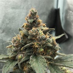 User uploaded image of Bubbalicious