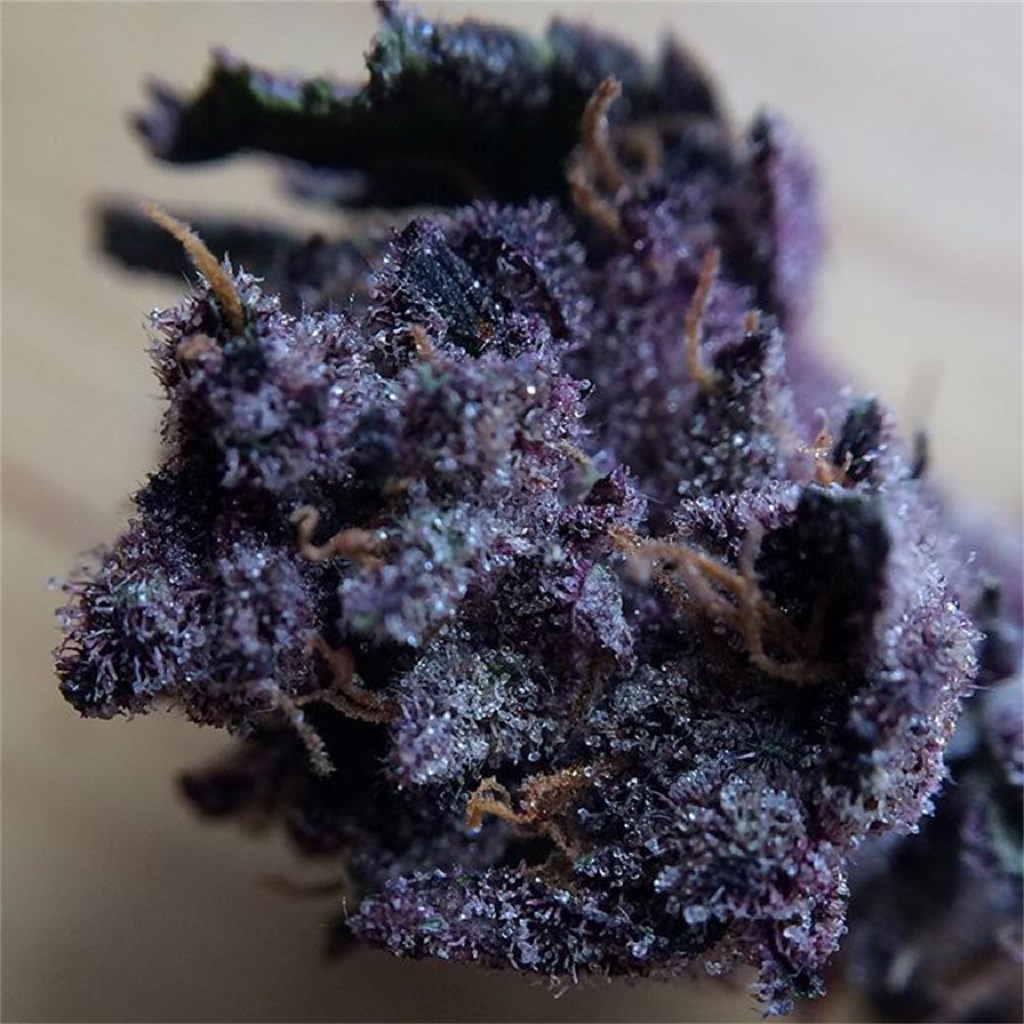 purple yeti strain｜TikTok Search