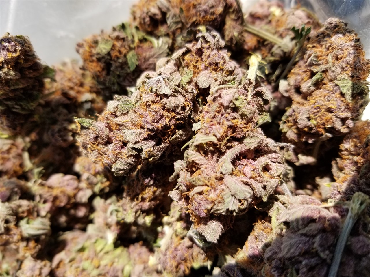 purple yeti strain｜TikTok Search