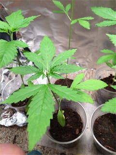 User uploaded image of Buddha's Sister