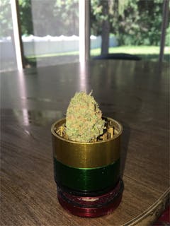 User uploaded image of Buddha's Sister