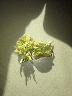 User uploaded image of Buddha's Sister