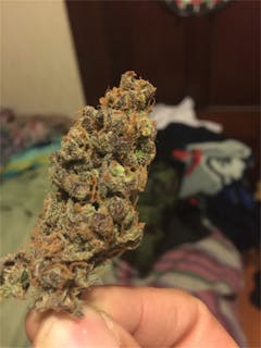 User uploaded image of Buddha's Sister