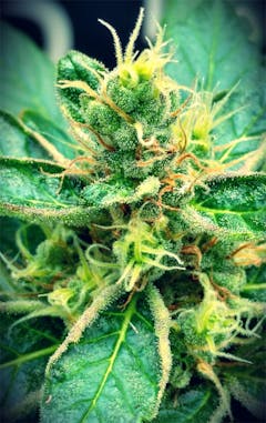 User uploaded image of Buddha Tahoe