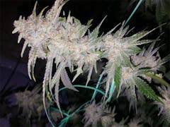 User uploaded image of Buddha Tahoe