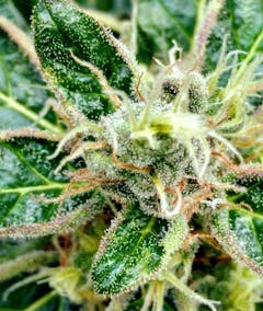 User uploaded image of Buddha Tahoe