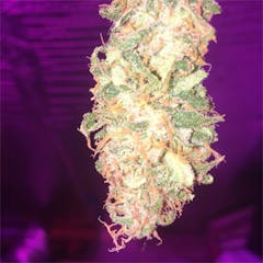User uploaded image of Burmese Kush