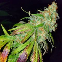 User uploaded image of Burmese Kush