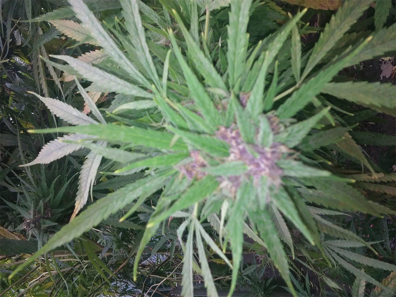 Butterscotch Weed Strain Information Leafly