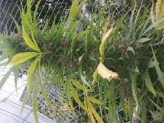 User uploaded image of Butterscotch