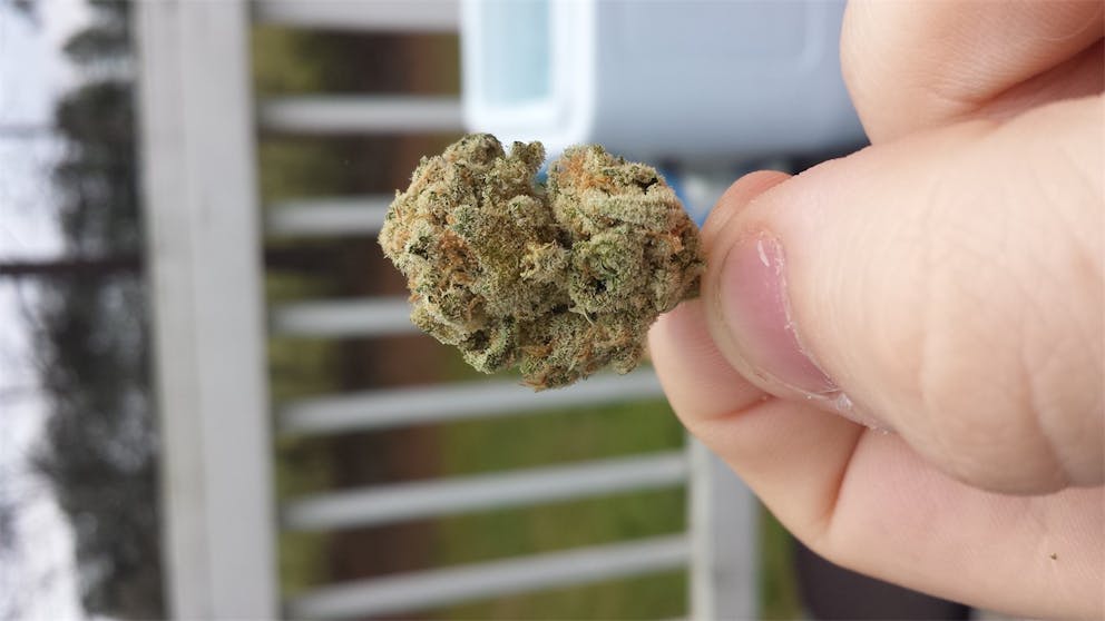 Photos of Cabbage Patch Weed Strain Buds Leafly