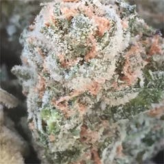 User uploaded image of Cabbage Patch