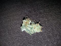 User uploaded image of Cactus