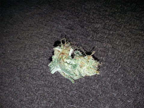Cactus aka Cactus Breath, Cactus OG, Cactus Kush Weed Strain Information |  Leafly