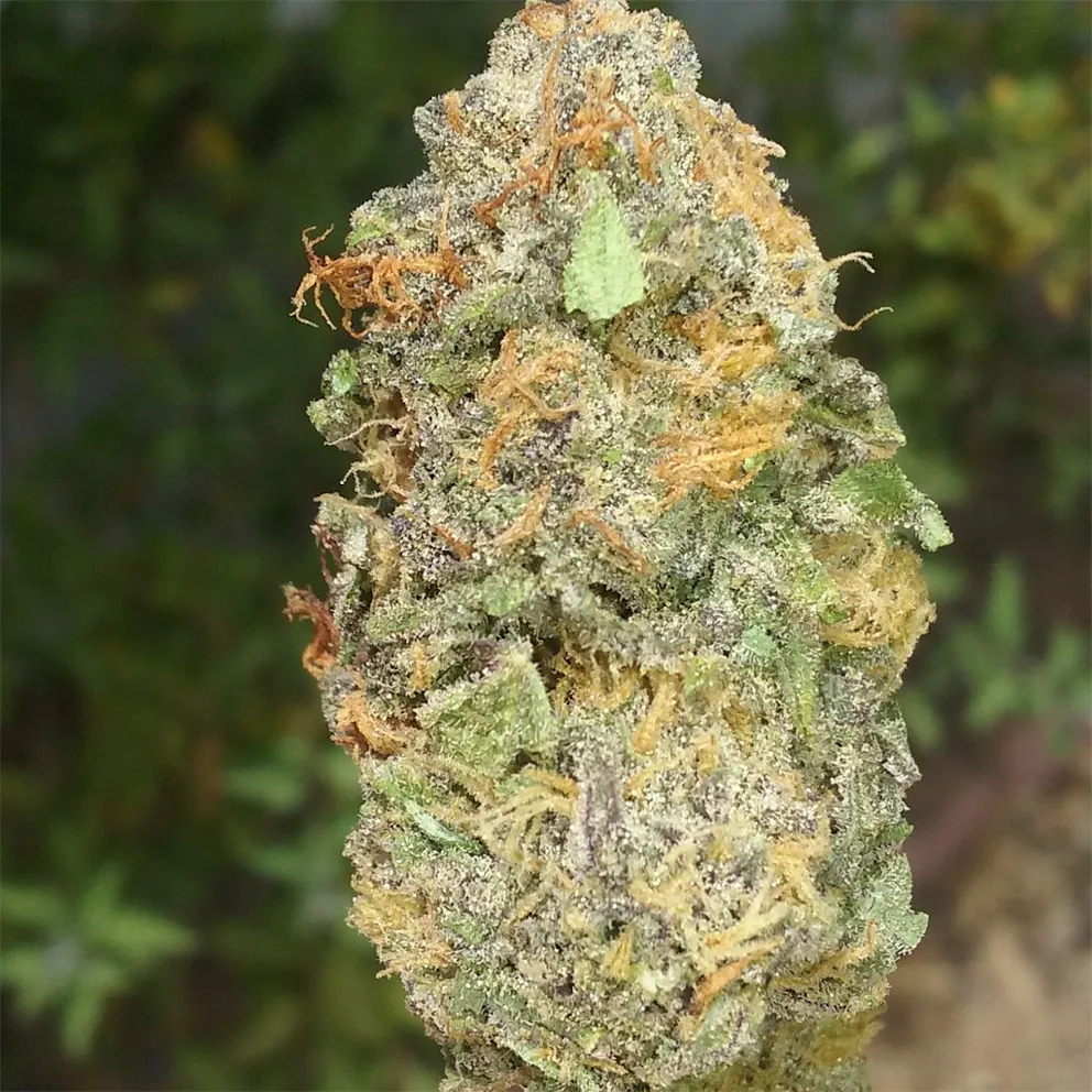 Photos of Cadillac Purple Weed Strain Buds | Leafly