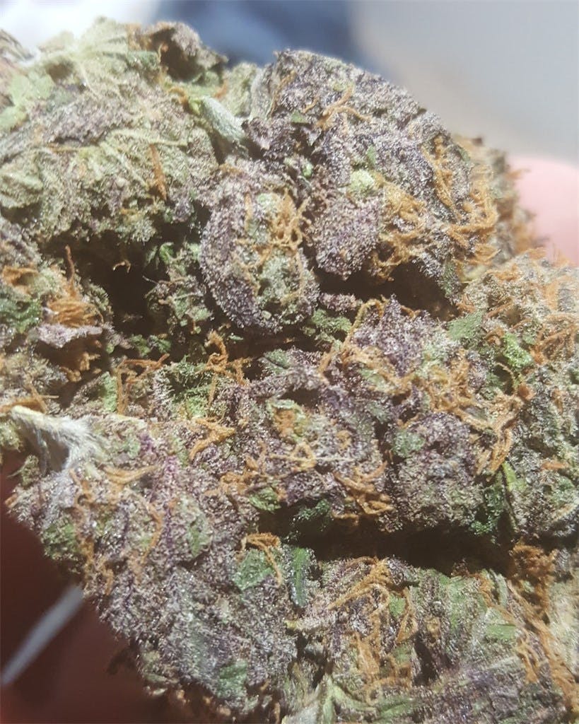Cadillac Purple aka Purple Cadillac Weed Strain Information | Leafly