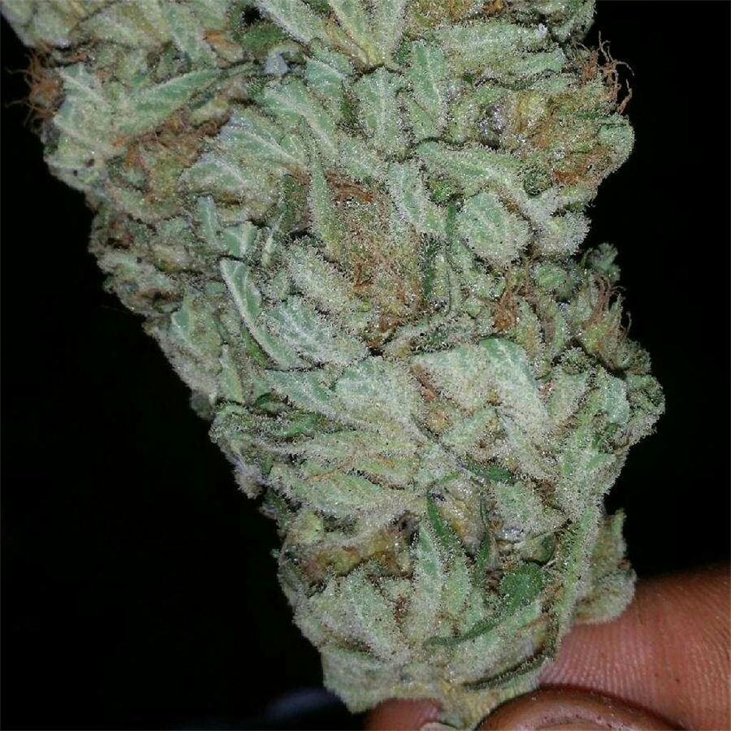 Photos of Cali Kush Weed Strain Buds Leafly