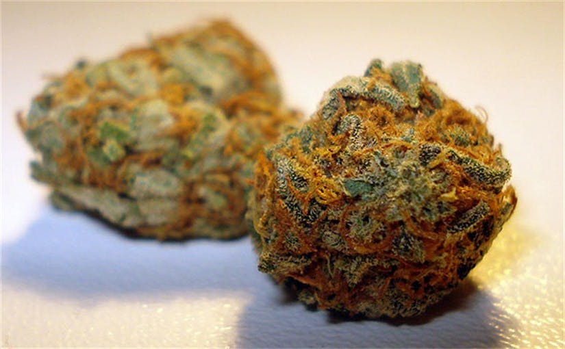 Photos of California Orange Weed Strain Buds Leafly
