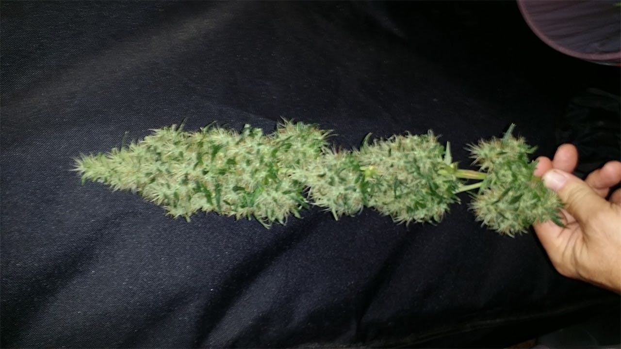 Photos of California Orange Weed Strain Buds Leafly