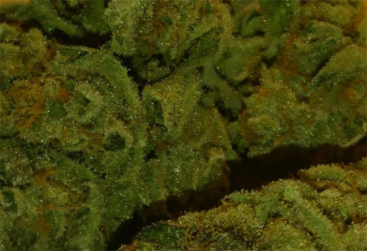 California Orange aka Cali Orange, CaliO, Cali Orange Bud, COB