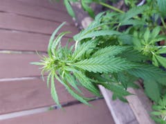 User uploaded image of Candy Cane